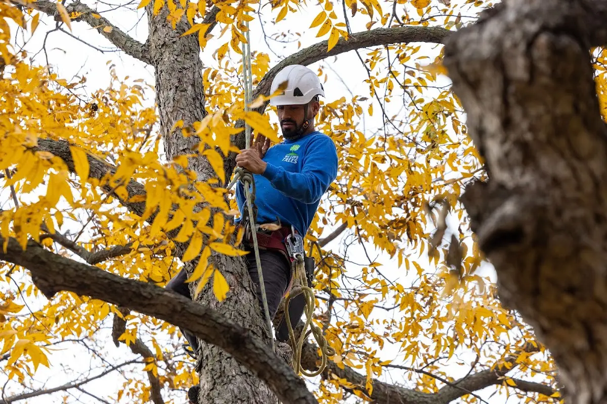Skilled Tree Transplanting crew working in Juniata